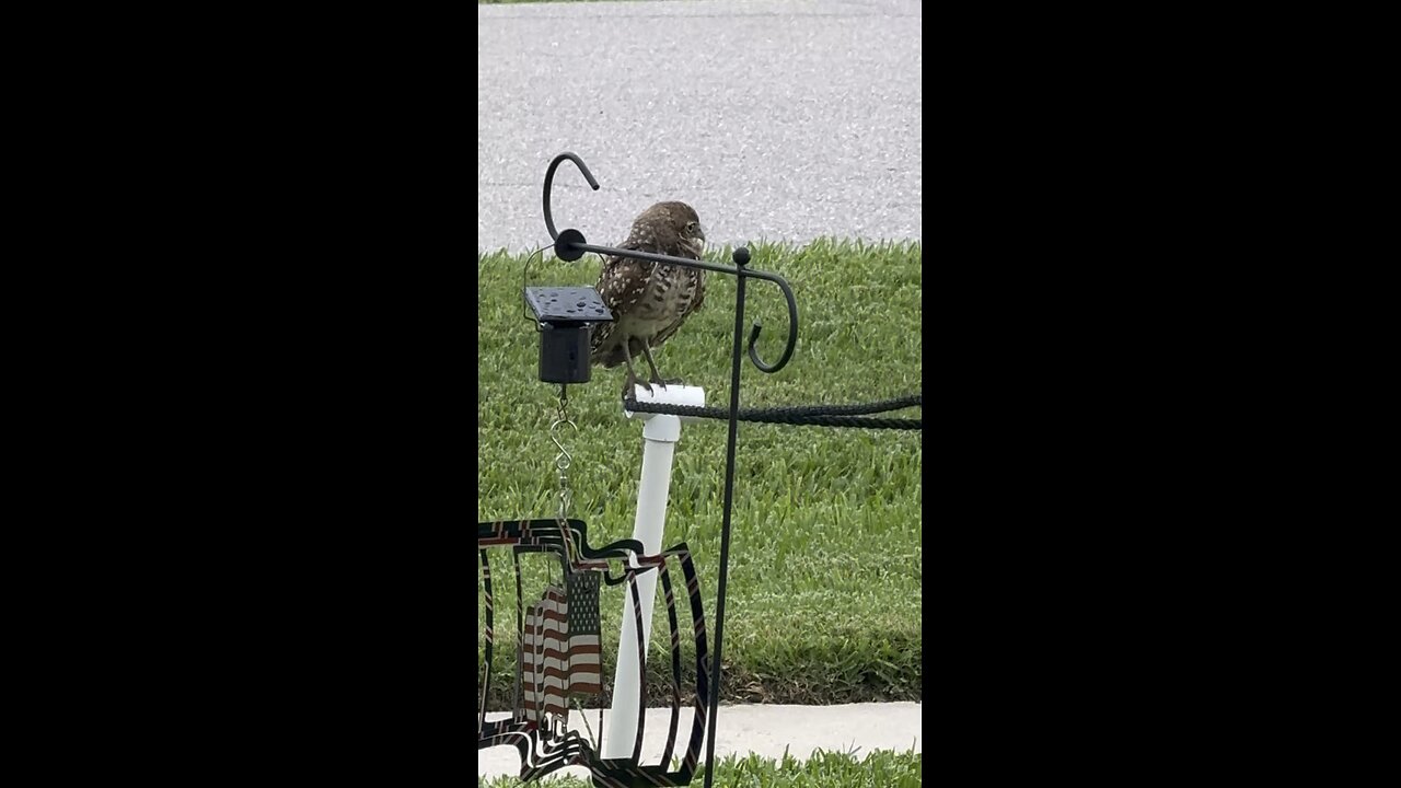 Baby Burrowing Owls Day 67 Out! | 4K