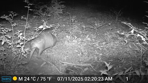 Armadillo