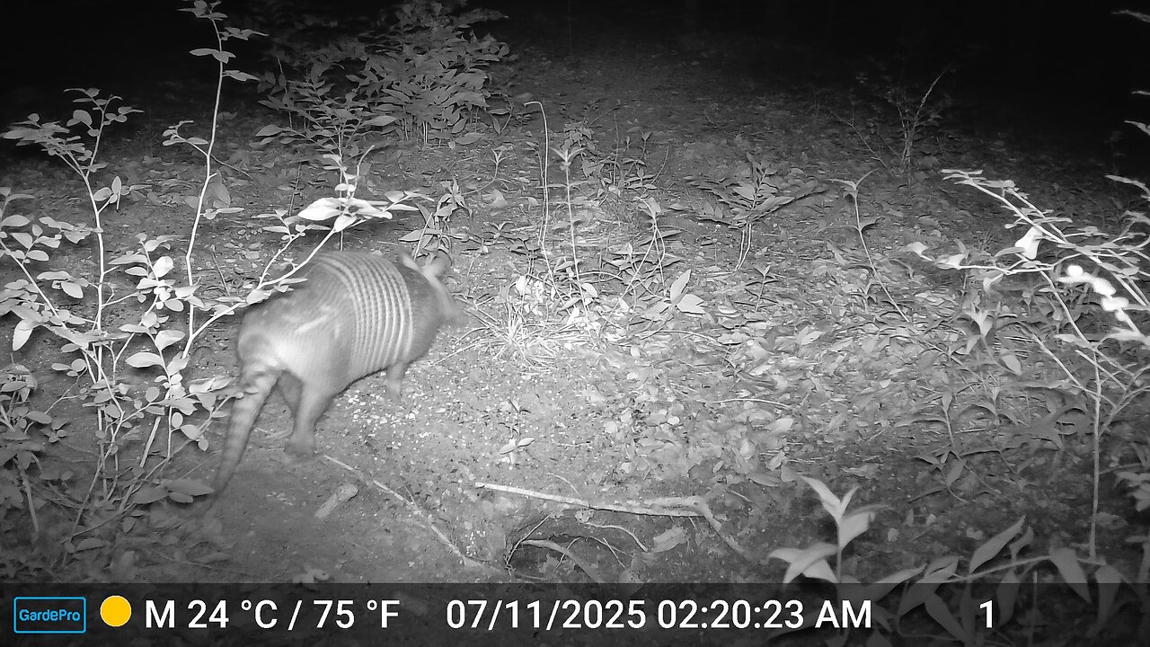 Armadillo