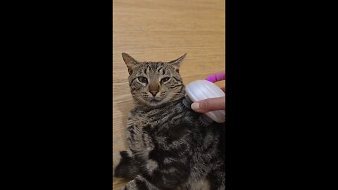 Cat Spa Day: Furry Masseuse in Action!