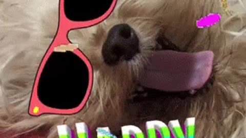 ANIMAIS DANÇARINOS2 mp4