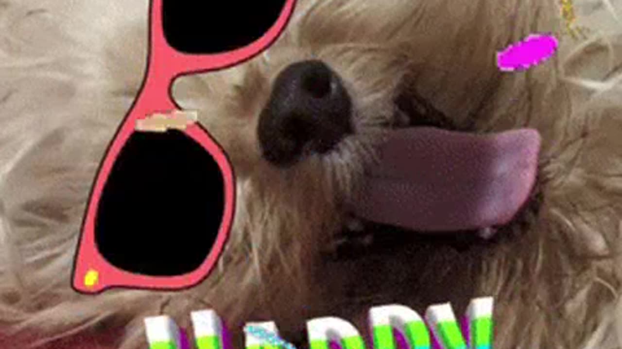 ANIMAIS DANÇARINOS2 mp4