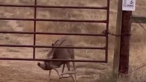 🤯🦌 This Deer's Reaction Will Make Your Jaw Drop! | FunFM