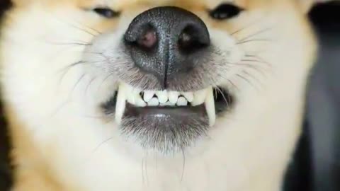 Shiba Inu's Dramatic Teefie Reveal!