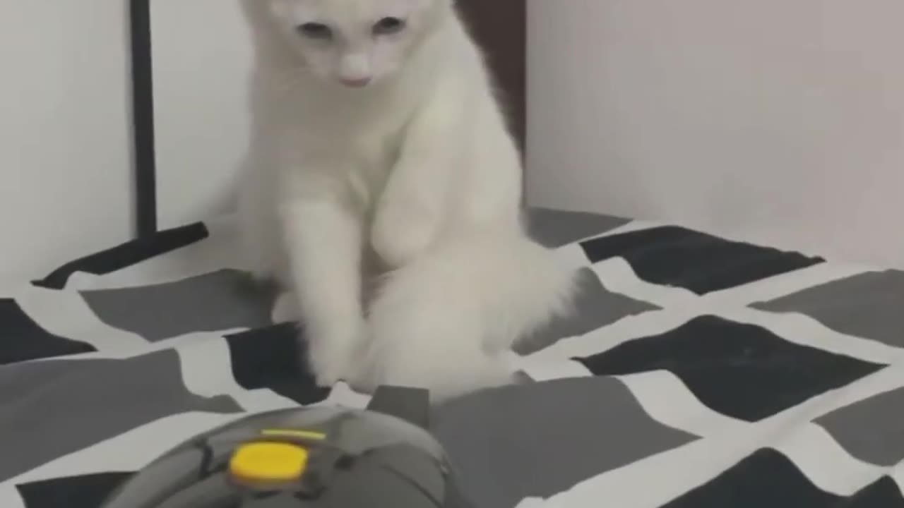 Funny cat