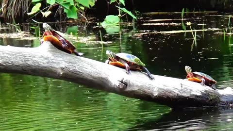 Painted Turtles