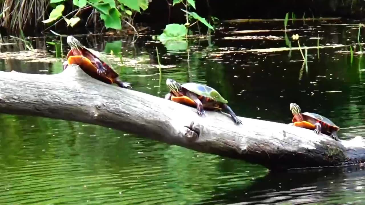 Painted Turtles