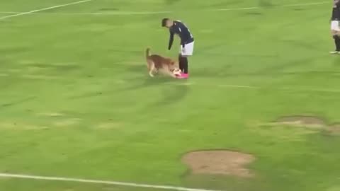 😂🐶 But I Want to Play Too! | FunFM