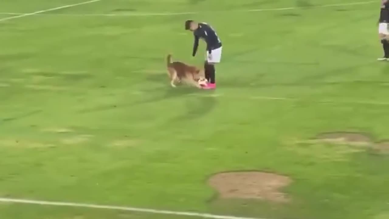 😂🐶 But I Want to Play Too! | FunFM