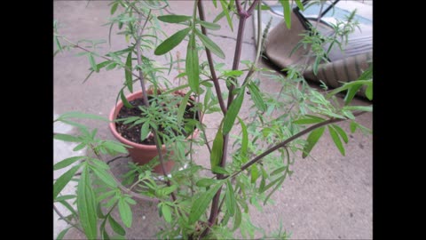 Growing With Happiness Japanese Catnip Aug 2025
