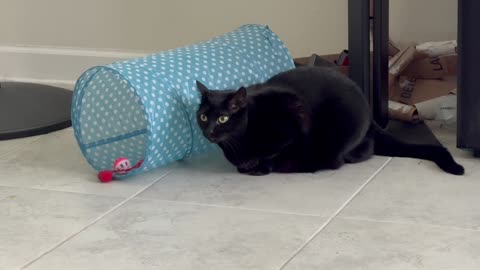 Cute Precious Piper is Guarding Her Tunnel - Adopting a Cat from a Shelter Vlog