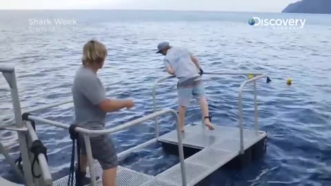 The Biggest Great White Ever Filmed Island of the Mega Shark