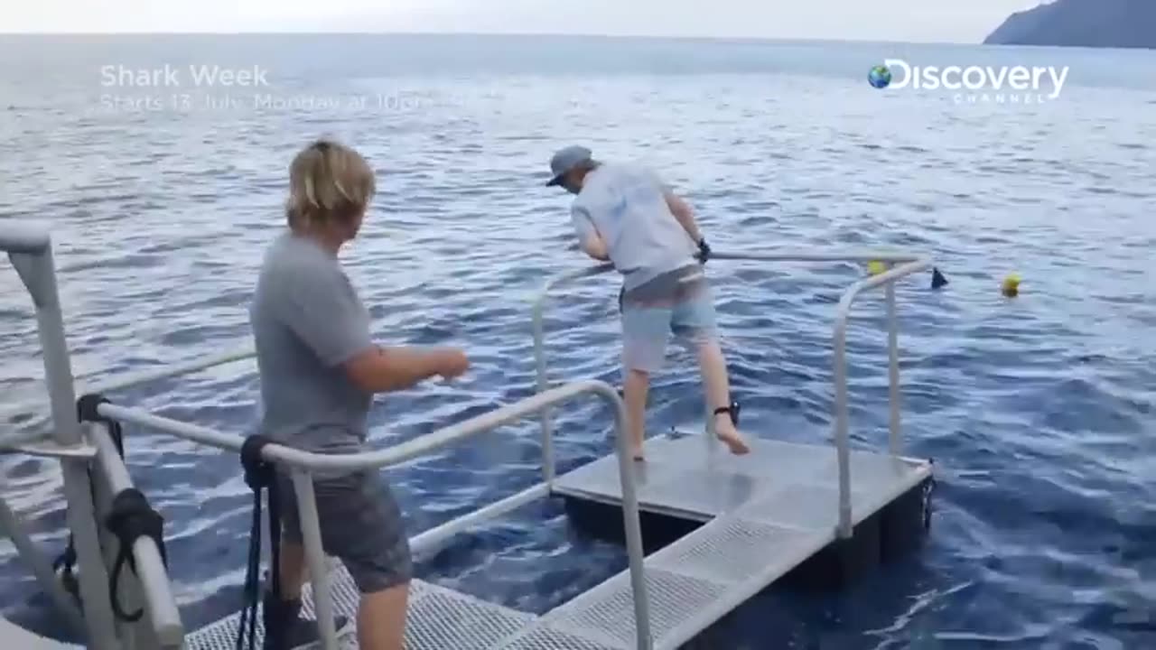 The Biggest Great White Ever Filmed Island of the Mega Shark