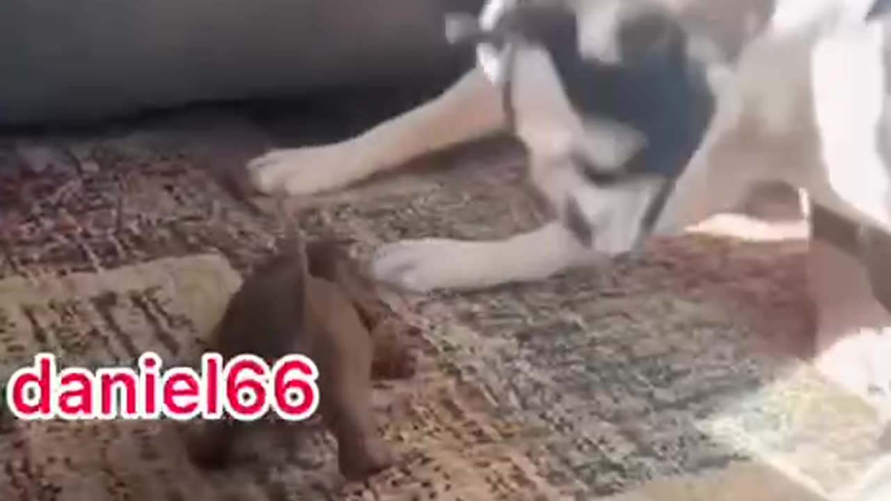 Funny Dogsss!!!