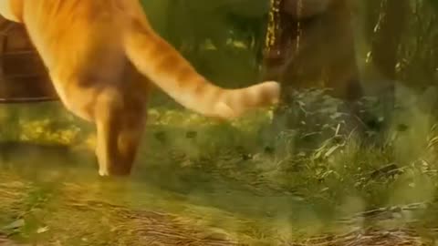 Animal Funny Video