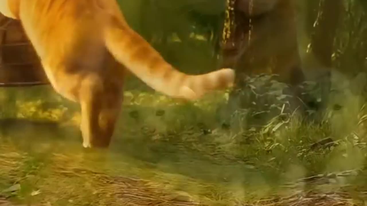 Animal Funny Video
