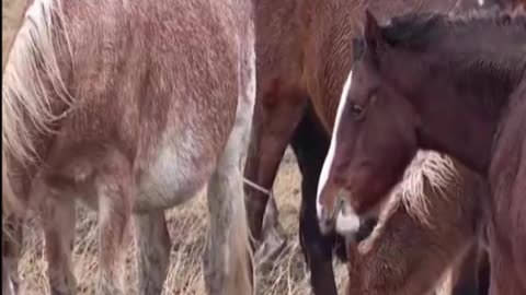 horse