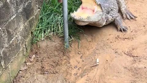 These crocodiles are quite fierce.