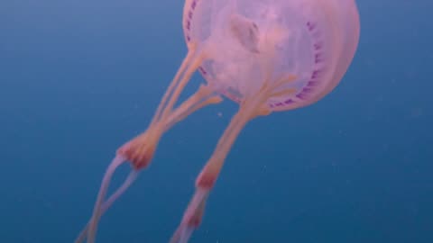 Tiny Fish Inside a Jellyfish