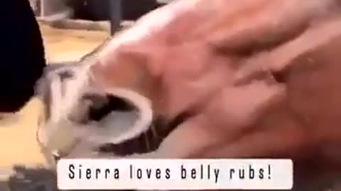 😍🐾 This Animal LOVES Belly Rubs! | FunFM