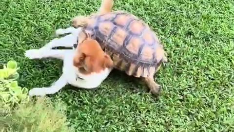 Friendship of dog and tortoise