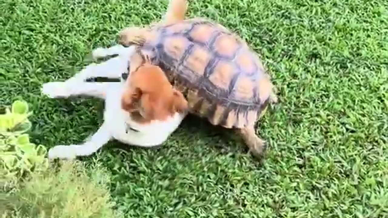 Friendship of dog and tortoise
