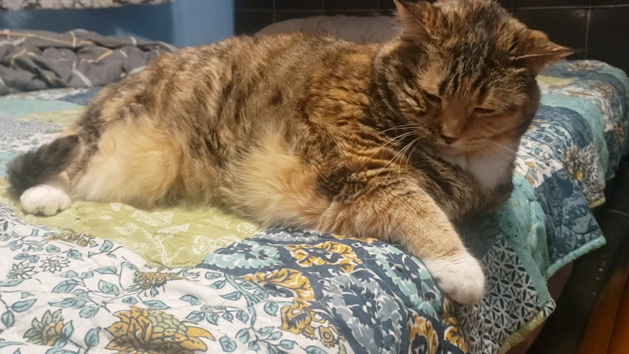 ASMR Cat Relaxation: Watch This Adorable Lounging Kitty