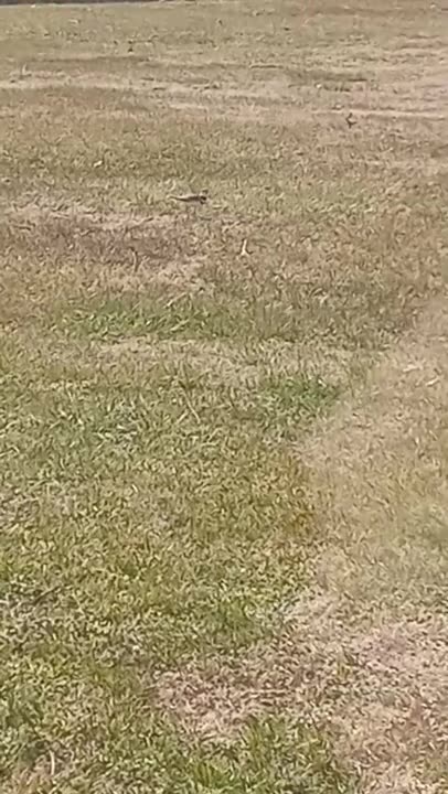 Dio Birdo he's just standing there menacingly