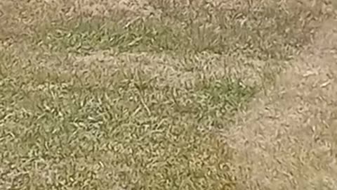 Dio Birdo he's just standing there menacingly