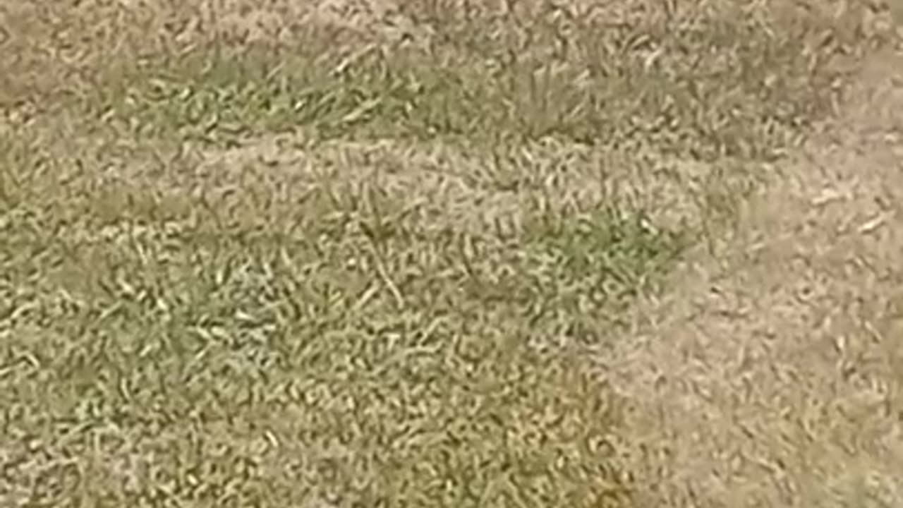 Dio Birdo he's just standing there menacingly