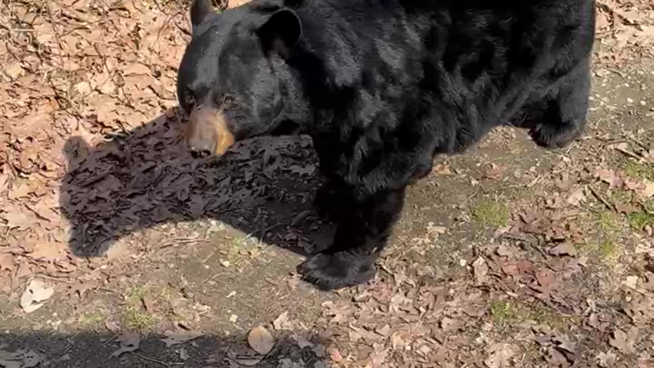 Smart Black Bear Sits on Command