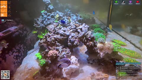 24/7 Real Live Reef Stream