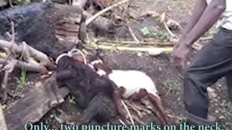 The Mystery of the Chupacabra | True Story or Legend? # short