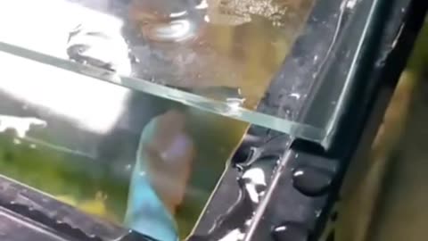 People VS. Fish