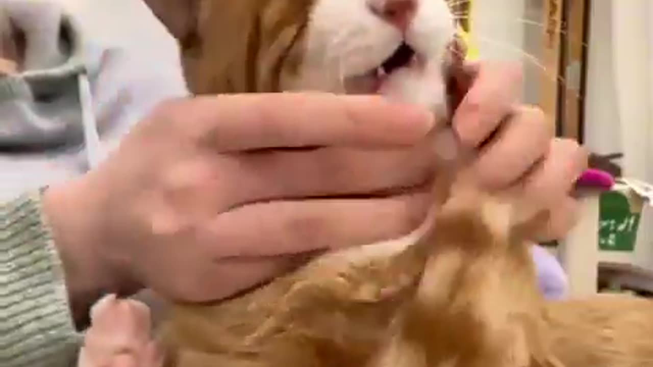 He looks like a plush toy!