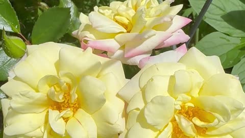 Be surrounded by the atmosphere of peace & love on the inside & outside of your Light body