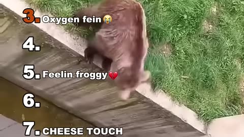 FUNNIEST ANIMALS