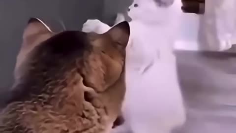 Cats Caught In the Act & Hilarious Cat Reactions!