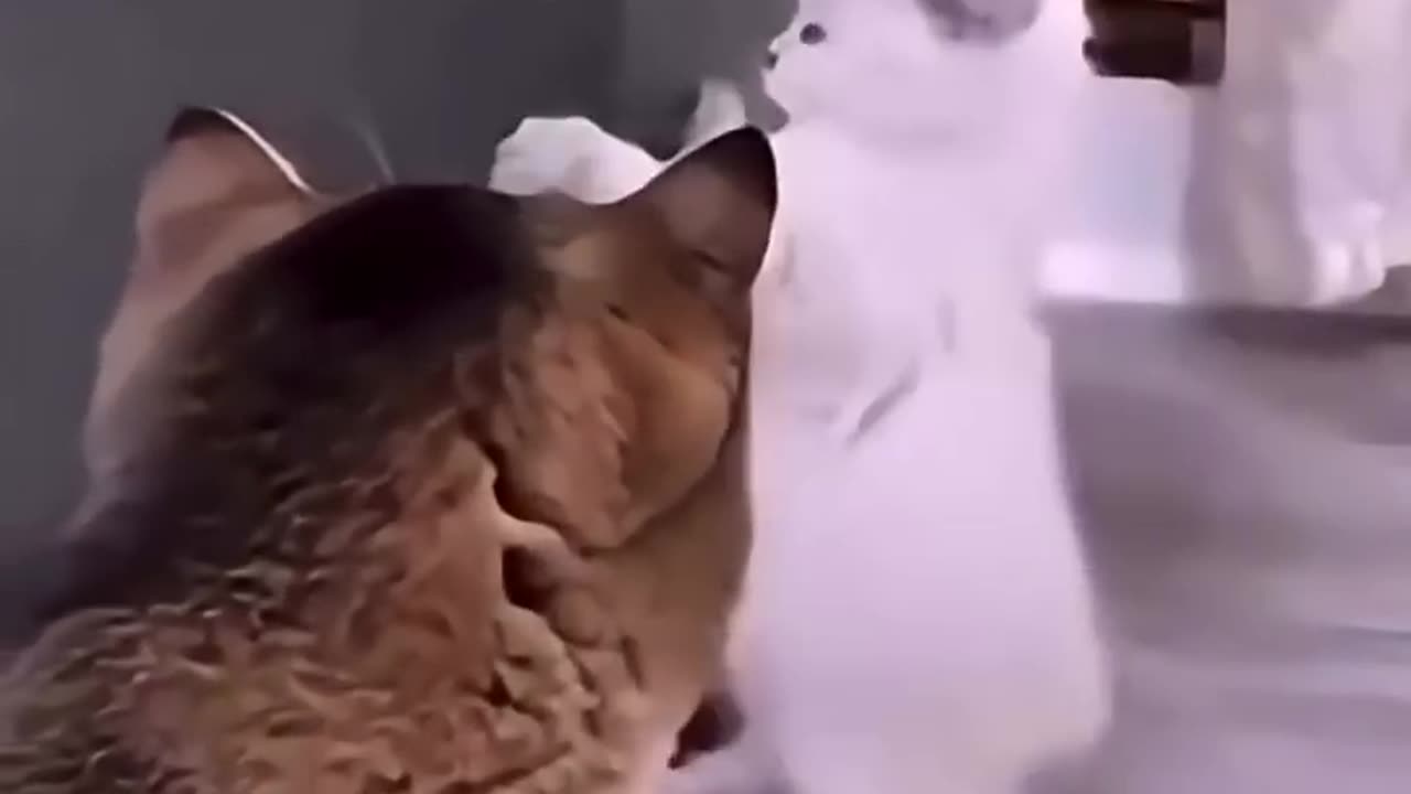 Cats Caught In the Act & Hilarious Cat Reactions!