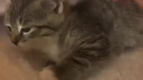 Cute Cat