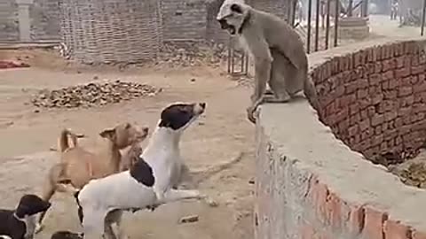 Funny Dog vs Cute Money