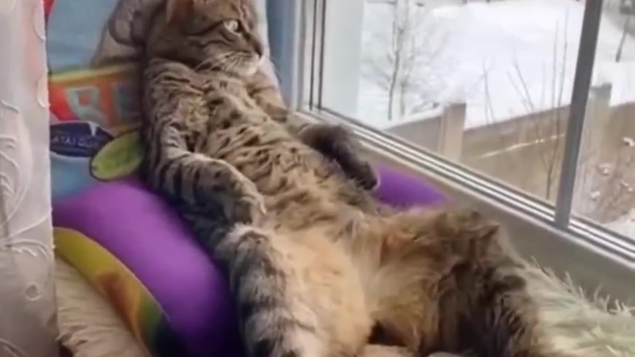 Paws-itively Hilarious | Must-See Cat Antics πΎπ