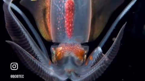 The skin on these diamond squid is simply incredible