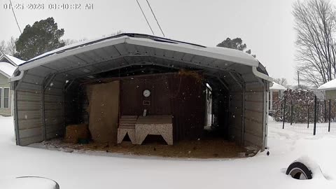 Current Chicken Situation!