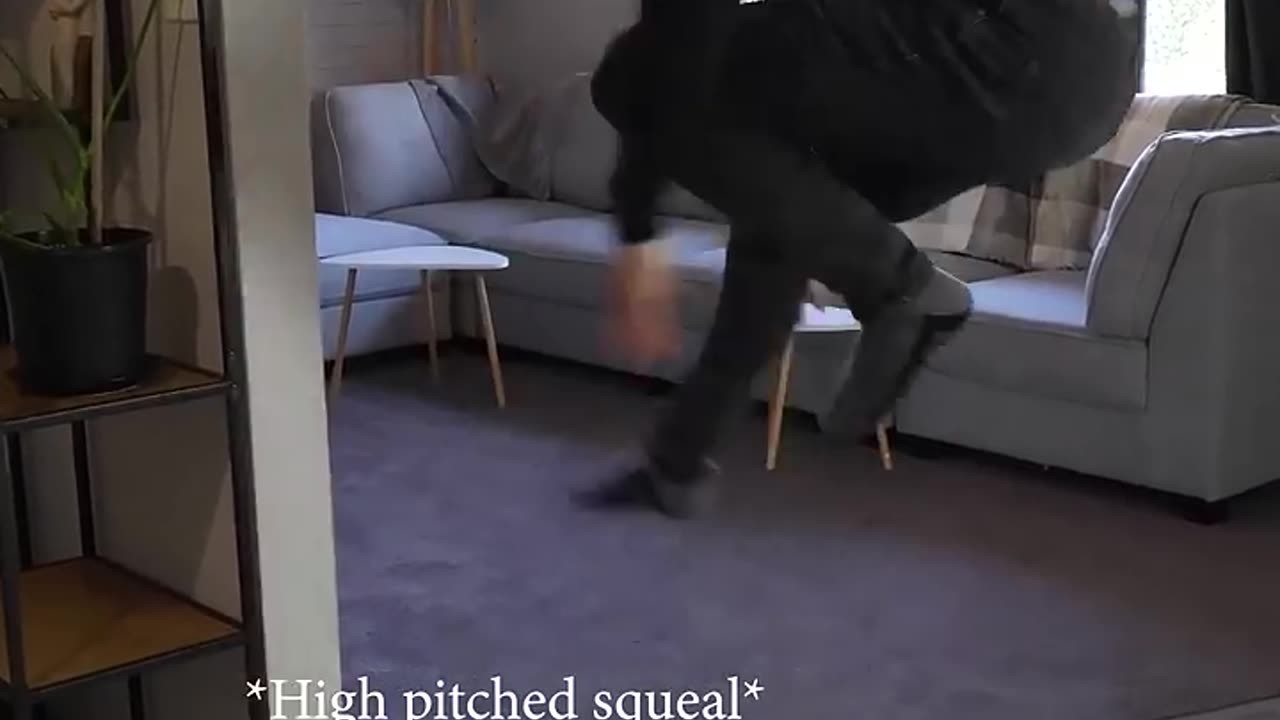 How different animals stub thier toe if they were people.