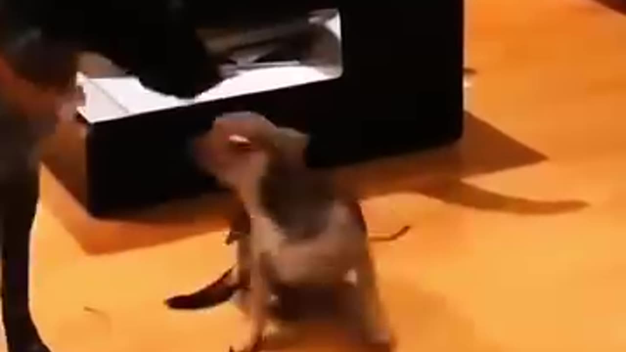 Funny videos 🤣 of dogs and cats