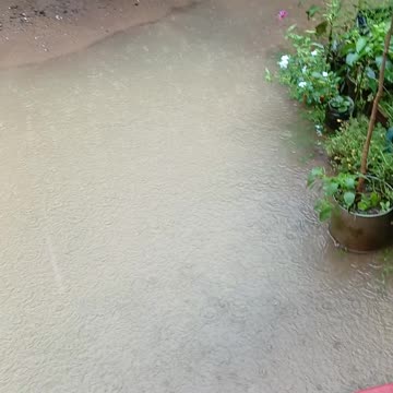 Front Yard with Rain Water | Peaceful Rain Sounds & Village Nature Vibes 🌧️🌿