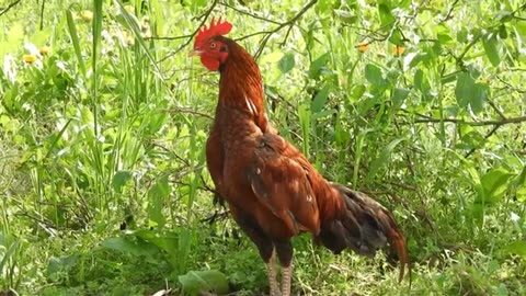Rooster crows