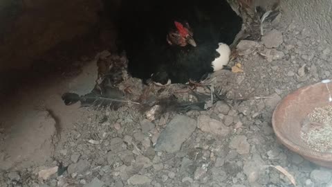 Chicken no hair breed cut chicken