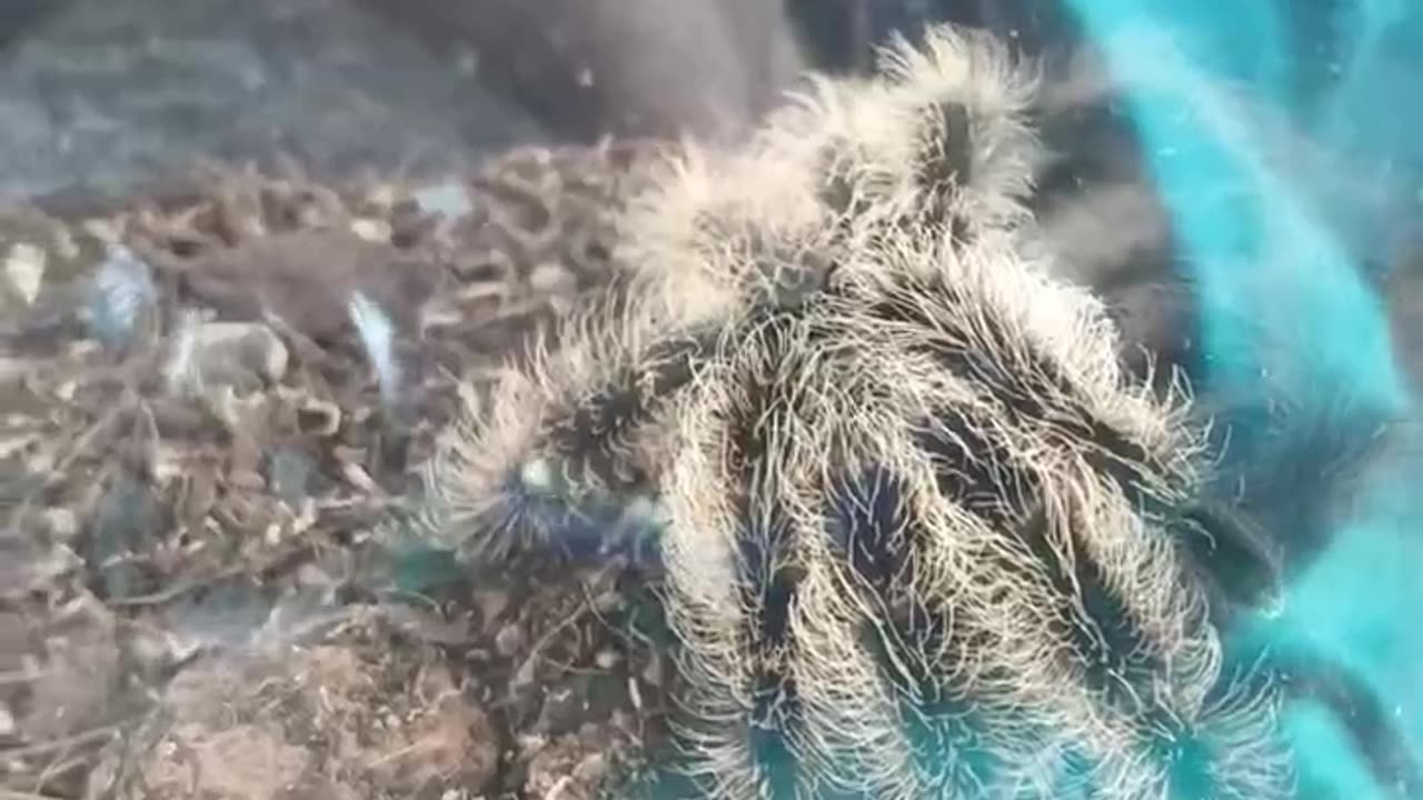 shelob the spider